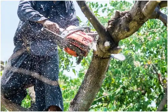 tree services Baumstown